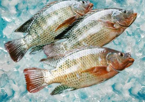 水產人注意 套養這些魚品種，低成本實現病害防治